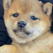 ヒメ日記 2025/04/26 23:32 投稿 あや 吉原ファーストレディ