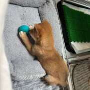 ヒメ日記 2025/04/29 05:06 投稿 あや 吉原ファーストレディ