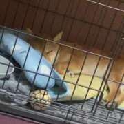 ヒメ日記 2025/05/12 05:16 投稿 あや 吉原ファーストレディ