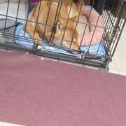 ヒメ日記 2025/05/26 05:56 投稿 あや 吉原ファーストレディ