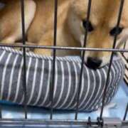 ヒメ日記 2025/05/30 05:36 投稿 あや 吉原ファーストレディ