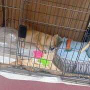 ヒメ日記 2025/06/04 10:46 投稿 あや 吉原ファーストレディ