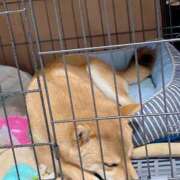 ヒメ日記 2025/06/05 06:29 投稿 あや 吉原ファーストレディ