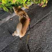 ヒメ日記 2025/06/05 22:26 投稿 あや 吉原ファーストレディ