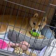 ヒメ日記 2025/06/13 06:02 投稿 あや 吉原ファーストレディ