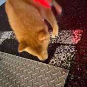 ヒメ日記 2025/06/20 06:12 投稿 あや 吉原ファーストレディ