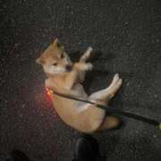 ヒメ日記 2025/06/24 04:36 投稿 あや 吉原ファーストレディ