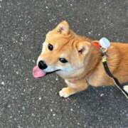 ヒメ日記 2025/06/25 18:08 投稿 あや 吉原ファーストレディ