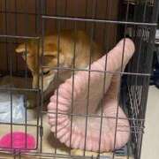 ヒメ日記 2025/06/28 09:46 投稿 あや 吉原ファーストレディ