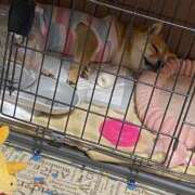 ヒメ日記 2025/06/30 23:14 投稿 あや 吉原ファーストレディ