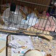 ヒメ日記 2025/07/06 04:38 投稿 あや 吉原ファーストレディ