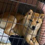 ヒメ日記 2025/07/09 08:36 投稿 あや 吉原ファーストレディ