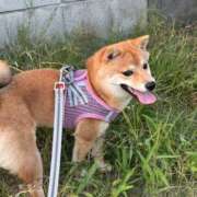 ヒメ日記 2025/07/10 04:56 投稿 あや 吉原ファーストレディ