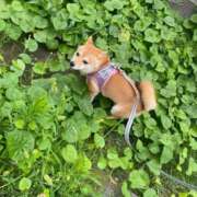 ヒメ日記 2025/07/15 07:26 投稿 あや 吉原ファーストレディ