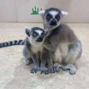 ヒメ日記 2025/07/26 22:26 投稿 あや 吉原ファーストレディ