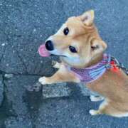 ヒメ日記 2025/08/02 14:56 投稿 あや 吉原ファーストレディ