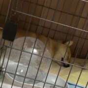 ヒメ日記 2025/08/18 08:18 投稿 あや 吉原ファーストレディ