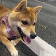 ヒメ日記 2025/08/20 23:36 投稿 あや 吉原ファーストレディ