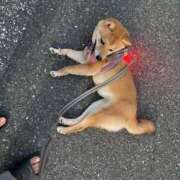 ヒメ日記 2025/08/25 04:16 投稿 あや 吉原ファーストレディ