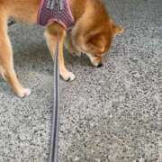 ヒメ日記 2025/11/21 07:56 投稿 あや 吉原ファーストレディ