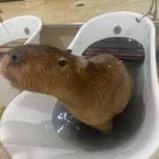 ヒメ日記 2025/11/21 20:56 投稿 あや 吉原ファーストレディ