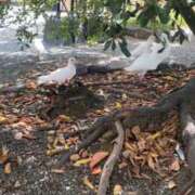 ヒメ日記 2025/11/22 10:13 投稿 あや 吉原ファーストレディ