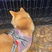 ヒメ日記 2025/11/29 17:16 投稿 あや 吉原ファーストレディ