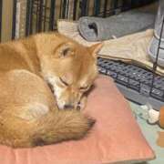 ヒメ日記 2025/11/30 13:16 投稿 あや 吉原ファーストレディ