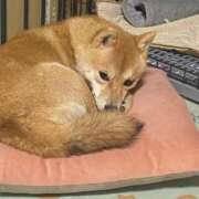 ヒメ日記 2025/12/01 09:16 投稿 あや 吉原ファーストレディ