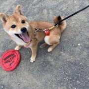 ヒメ日記 2025/12/03 07:33 投稿 あや 吉原ファーストレディ