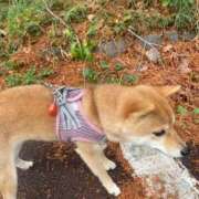 ヒメ日記 2025/12/25 15:36 投稿 あや 吉原ファーストレディ