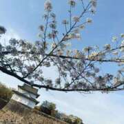 ヒメ日記 2025/04/27 21:40 投稿 まりあ 恋のうた