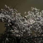 ヒメ日記 2025/04/10 18:13 投稿 のあ アラカルト