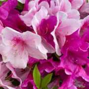 ヒメ日記 2025/05/03 10:44 投稿 橘りのあ 五反田発 痴漢電車or全裸入室