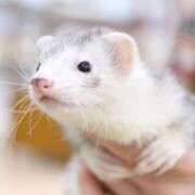 ICE（あいす） 似てる UTAKATA