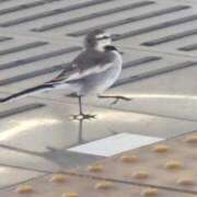 ヒメ日記 2026/01/23 23:02 投稿 せら お姉京都