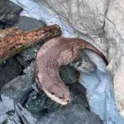 ヒメ日記 2025/11/03 21:13 投稿 あすか コスパラ