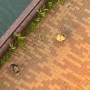 ヒメ日記 2025/05/01 12:44 投稿 堀宮 のん アリス女学院 日本橋校