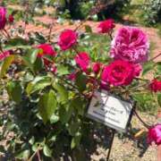 ヒメ日記 2025/05/05 17:14 投稿 堀宮 のん アリス女学院 日本橋校