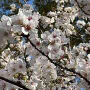 ヒメ日記 2025/04/05 14:01 投稿 りりむ 今から乳首を犯しにいってもいいですか？大阪店