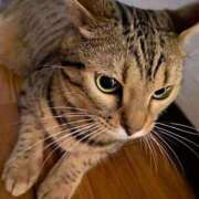 ヒメ日記 2025/05/17 11:02 投稿 りりむ 今から乳首を犯しにいってもいいですか？大阪店