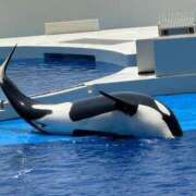 ヒメ日記 2025/07/09 11:21 投稿 りりむ 今から乳首を犯しにいってもいいですか？大阪店