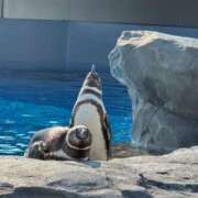 ヒメ日記 2025/07/29 21:51 投稿 りりむ 今から乳首を犯しにいってもいいですか？大阪店