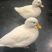 ヒメ日記 2025/08/30 14:35 投稿 なのか CLUB DEEP