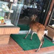 ヒメ日記 2025/04/04 19:45 投稿 伊藤 みな ハレ系 メイドin福岡