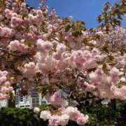 ヒメ日記 2025/04/14 23:35 投稿 伊藤 みな ハレ系 メイドin福岡