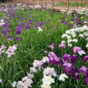 ヒメ日記 2025/06/04 20:00 投稿 伊藤 みな ハレ系 メイドin福岡