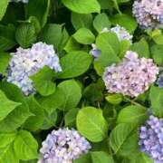 ヒメ日記 2025/07/07 02:14 投稿 伊藤 みな ハレ系 メイドin福岡