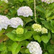 ヒメ日記 2025/07/14 01:34 投稿 伊藤 みな ハレ系 メイドin福岡