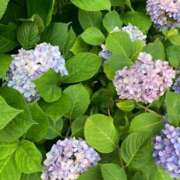 ヒメ日記 2025/08/20 19:50 投稿 伊藤 みな ハレ系 メイドin福岡